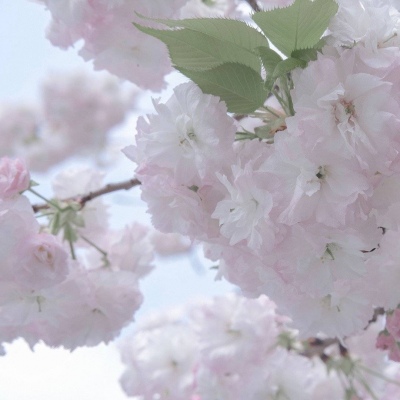 Furry数位板绘画入门技巧福瑞交流群